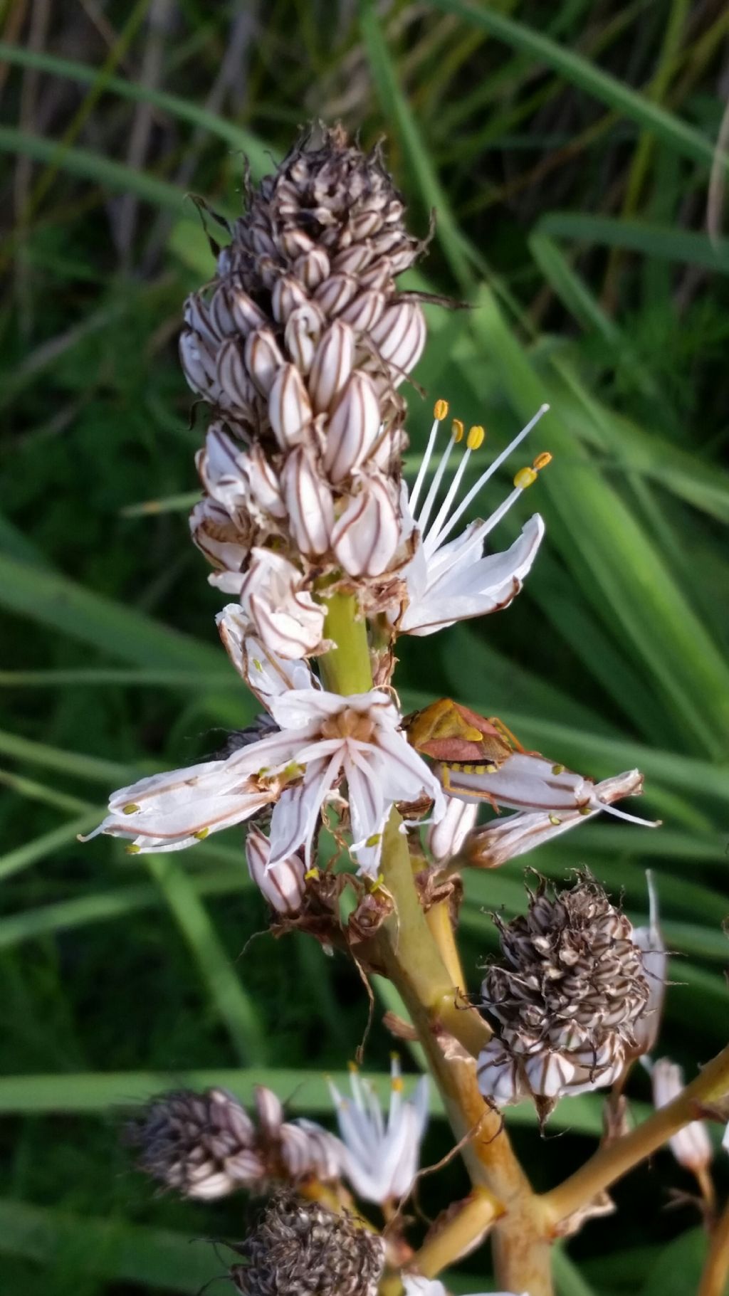 Asphodelus ramosus (Asphodelaceae)